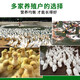 Duck feed for ducks, medium and large duck feed for small ducks, large grains of meat ducks for laying eggs, ducks, chickens and geese for nesting, duck and chicken feed 0.11Jin Jin is equal to 0.5kg, about 55g in hand
