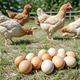 Fresh free-range eggs, single 50g, plus or minus 5g, grain-fed eggs, fresh eggs, soft-boiled eggs, fresh vegetables for breakfast, 10 pieces, 50g/piece Fresh free-range eggs, single 50g, plus or minus 5g, grain-fed eggs, fresh eggs, soft-boiled eggs, fresh vegetables for breakfast, 10 pieces, 50g/piece