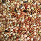 New pigeon food nutrition contains corn 10kg bird food homing pigeon white adult young pigeon ornamental pigeon food without corn pigeon food 3Jin Jin is equal to 0.5 kg