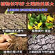 Soil Activator Black Water Fertilizer Improves Hardening and Loosening No Deep Plowing Vegetable Garden Soil Loosening Artifact 500g 1 bag can be used for two acres of land