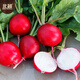 Beishu radish seeds, spring red-skinned fruit radish and vegetable seeds, Weipang No. 1 cherry radish seeds, about 500 pieces