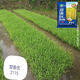 Nationally approved Tianxiangyou 2115 high-yielding hybrid rice seed, first-class rice quality, beautiful fragrance, long-grain, fragrant rice, delicious first-class rice, Tianxiangyou 2115 1Jin Jin is equal to 0.5 kilograms