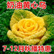 Yellow cabbage seeds, cold and wet-resistant, field garden planting, chrysanthemum heart cream, yellow cabbage vegetable seeds, standard, newly arrived, 1 pack, 1010 capsules