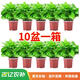 Shuangmeng potted green radish formaldehyde removal flowers and green plants office new house air purification 110 styles 10 pots straight from the source