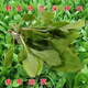 Wild Malantou seeds, edible wild vegetables, easy to sow in all seasons, balcony potted plants, purslane, wild Malantou seeds 200 pieces + germination fertilizer