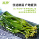 溢源【源头直发】有机盐渍海带苗海带嫩芽500g凉拌凉菜煲汤火锅食材 500g有机盐渍海带大苗