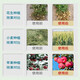 Guoguang 0.01% 24 epibrassinolide lactone strong seedling plant flower-preserving fruit pesticide plant regulator 500ml