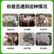 Yingmaier lamb premix pulled lamb precise opening material skeleton special fattening weight gain weaning sheep growing sheep fattening sheep premix 20kg*3 bags