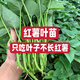 The seedlings are shipped with roots, special for leaf sweet potato seedlings, sweet potato seedlings, sweet potato leaf seedlings, Fushu No. 18, 10 selected seedlings (planted)