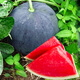 Yuhenong Black-skinned Seedless Watermelon Seeds Suitable for Southern Super Sweet Yuyi Sweet Seedless Watermelon Seeds 50g/barrel