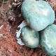 Wild greenhead fungi species planting greenhead fungi edible fungi mushroom planting package Wild greenhead fungi [planting regardless of season] 1389 capsules [1,000 bacteria] + planting instructions