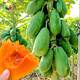 Nongzhi Hongfei Papaya Seeds Southern red-fleshed fruit Red Heart Hongfei Papaya Seeds 50 capsules