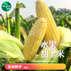 播种心情超甜糯玉米种子黑甜糯粘彩糯水果玉米种籽孑大田高产大棒易活杂交 《国审》黄甜水果玉米1包约50粒 无规格