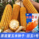 Семена кукурузы средней высоты Юньнань Тяньюй № 8, оригинальные аутентичные семена кукурузы с большой палкой и глубоким зубчиком Тяньюй № 8, семена кукурузы 4 Цзинь Цзинь, равные 0,5 кг, 1 мешок, 2 кг/мешок