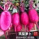 凤梨水果萝卜种子生吃紫美人萝卜胭脂萝卜籽夏季四季蔬菜种子大全 精品原装【1098粒】五包