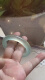 Remnant unsterbliche natürliche Eis -Eis -Grünen Jade Rundstreifen Jade Armband Fein xiuyu Jade Armband Jade Armband Frauen Schmuck Woil 3887 (54)