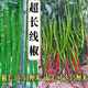 This year's new spicy long-line pepper seeds Erjingtiao 8819 line pepper seeds are planted in spring and autumn. About 200 carefully selected seeds 8819 line pepper seeds