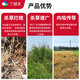 Lan Jingtian 30% dripping acid glyphosate wasteland courtyard orchard weed dead root rotten root pesticide herbicide 500g/bottle J0035