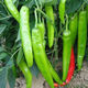 Spicy Spicy Pepper Seeds, Golden Spicy Green Peppers, Pig Intestine Chili Seeds, Potted Vegetable Seeds for Garden Fields and Balconies, Horn Peppers, Slightly Spicy, Buy 3 Get 2 Free, About 1,500 Capsules, 5 Packs