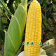 Sweet and crispy fruit corn, sweet and sticky corn, four big sticks, eaten raw in early seasons and grown in the field. Sweet and crispy fruit corn seeds. Sweet and crispy fruit corn seeds, original 1 pack of 40 grains.