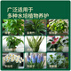 Stanley hydroponic plant nutrient solution rich bamboo special tulip perfume fairy flower indoor potted general fertilizer 125ml