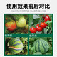 Goller calcium foliar fertilizer suspended calcium anti-cracking fruit rot fruit tree vegetables strawberry weight gain agricultural water-soluble fertilizer Australian brand 1900g * 6 bottles