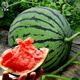 Dayu 8424 watermelon seeds are suitable for southern rock sugar unicorn melon seeds, early-maturing and thin-skinned 8424 watermelon seedlings with soil seedlings and 5 seedlings