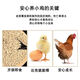 Zhengda chicken feed, chick pellet feed, broiler, laying hen feed, chick opening feed, factory direct sales and wholesale. Zhengda 0-6 week old chick feed 20Jin Jin is equal to 0.5 kg