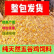OIMG corn kernels for chicken feed, laying hens, full price feed, chicken, duck, goose, quail 100Jin, Jin is equal to 0.5kg, chicken food formula 50.08Jin, Jin is equal to 0.5kg, express delivery to towns and villages, chicken, duck, goose, quail