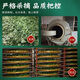 北京同仁堂【正宗青钱柳】江西修水青钱柳野生古树青钱柳原叶茶养生茶金钱柳 500克 原叶青钱柳茶