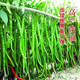 This year's new spicy long-line pepper seeds Erjingtiao 8819 line pepper seeds are planted in spring and autumn. About 200 carefully selected seeds 8819 line pepper seeds
