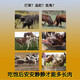 Wanniu'an fattening and calming feed additive does not fight, catch up, sleep quietly, grow meat, ruminant cattle and sheep gold water Wanniu'an 5 bags