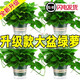 Pothos potted indoor plants for new homes, formaldehyde removal, air purification, hydroponic green plant flowers, long vines, pothos 120# original pots, automatic water absorption, 4 pots + 2 bags of fertilizer