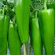 Spicy Spicy Pepper Seeds, Golden Spicy Green Peppers, Pig Intestine Chili Seeds, Potted Vegetable Seeds for Garden Fields and Balconies, Horn Peppers, Slightly Spicy, Buy 3 Get 2 Free, About 1,500 Capsules, 5 Packs