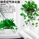 Pothos potted indoor plants for new homes, formaldehyde removal, air purification, hydroponic green plant flowers, long vines, pothos 120# original pots, automatic water absorption, 4 pots + 2 bags of fertilizer