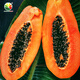Nongzhi Hongfei Papaya Seeds Southern red-fleshed fruit Red Heart Hongfei Papaya Seeds 50 capsules