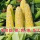 Sweet and crispy fruit corn, sweet and sticky corn, four big sticks, eaten raw in early seasons and grown in the field. Sweet and crispy fruit corn seeds. Sweet and crispy fruit corn seeds, original 1 pack of 40 grains.