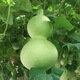 Natural Extra Large Giant Extra Large Gourd Seeds Medium and Small Wine Eight Treasure Gourd Seeds Wenwan Mini Yawaist Hand Twist Collection Giant Gourd Seeds 10 capsules 1 bag