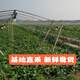 The seedlings are shipped with roots, special for leaf sweet potato seedlings, sweet potato seedlings, sweet potato leaf seedlings, Fushu No. 18, 10 selected seedlings (planted)