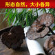 Fat Donglai's same wild Ganoderma lucidum pure natural purple Ganoderma lucidum wild L raw mountain natural non-bitter pruned branch with spore powder 500 grams Ganoderma lucidum sliced 10-16 pieces
