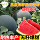 Long-cultivation lazy man watermelon seeds extra large seedless 8424 watermelon seedlings super sweet southern unicorn watermelon fruit and vegetable seeds sweet seedless watermelon seeds 100 pieces (red meat)