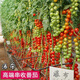 Millennium Tomato Cherry Tomato Seeds Fruits and Vegetables Spring Four Seasons Tomato Crust Potted Garden Balcony Combination Pack 2+Millennium Tomato 300 capsules Fast delivery