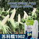 Sukenuo 1902 low-stem and large-stem waxy corn seeds, high-yielding, disease-resistant, super-sweet, fresh-food hybrid field seeds for all seasons. Sukenuo 1902 white sweet glutinous corn seed 500g (short-stem and large-stem)