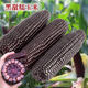 Semillas de maíz ceroso dulce negro de primavera, semillas súper dulces, cuatro estaciones, alto rendimiento, semillas de maíz extra grandes tolerantes a la sequía, semillas de maíz ceroso negro aprobadas a nivel nacional, 5 paquetes, alrededor de 251 semillas