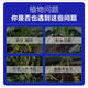 Plant regeneration agent, special nutrient solution for money tree, hydroponic fertilizer, indoor and outdoor potted plant nutrient solution, universal type, shoot 5 shots 9, plants thrive