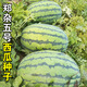 Chihui Zhengza No.5 watermelon seeds old variety flower skin early maturing fruit super sweet melon fruit seeds 8424 seeds Zhengza No.5 watermelon seeds 80 seeds