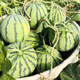 Xiangbin 8424 Kirin seedless Meidu watermelon seeds, fruit melon seedlings, small southern vegetable seedlings, rock sugar Kirin watermelon seeds 50 original seeds