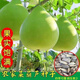 Four seasons extra large gourd seeds edible gourd seeds can be used to make water gourds all seasons farmhouse gourd seeds affordable price 1 pack