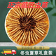 Caja de regalo Cordyceps sinensis Caja de regalo Cordyceps 2 1 gramo de productos secos Cordyceps Regalo Nutrición de calidad Caja de regalo Nagqu Diamond Cordyceps 10 piezas Pack 2 1 Gram