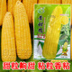 Taurus Star Yellow Sweet Nuo 521 Yellow Glutinous Corn Seeds Northeast Sticky Corn Seeds Sweet Plus Glutinous Yellow Sticky Corn Not Bald Tip Huang Tian Nuo 521 Corn 100g